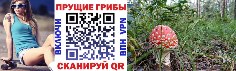 Галлюциногенные грибы Psilocybine cubensis  Долгопрудный 
